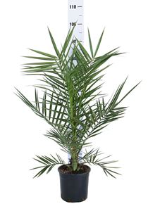 Picture of Phoenix canariensis