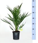 Picture of Phoenix canariensis