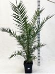 Picture of Palm mix 25 square pot