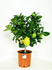 Picture of MYO Citrus Lemon