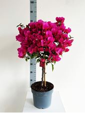Image de MYO Bougainvillea "Elegance"  Dark Pink 