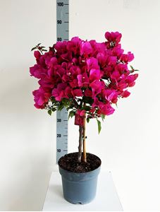 Afbeelding van MYO Bougainvillea "Elegance"  Dark Pink 