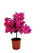 Image de MYO Bougainvillea "Elegance"  Dark Pink 