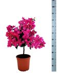 Picture of MYO Bougainvillea "Sabina " 