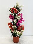 Picture of MYO Bougainvillea "Elegance" Multicolor Cone