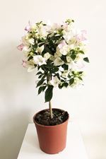 Image de MYO Bougainvillea "Elegance" White