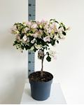 Picture of MYO Bougainvillea "Elegance" White