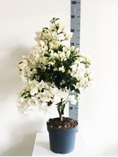 Image de MYO Bougainvillea "Elegance" White"