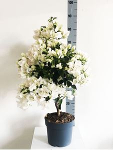 Immagine di MYO Bougainvillea "Elegance" White"