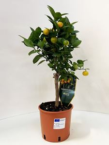 Afbeelding van MYO Citrus Lemon