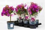 Picture of MYO Bougainvillea "Sabina" 