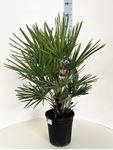 Picture of Chamaerops humilis