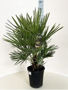 Picture of Chamaerops humilis