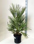 Bild von Chamaerops humilis