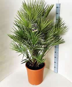 Bild von Chamaerops humilis