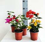 Bild von MYO  Bougainvillea "cuttings" fucsia