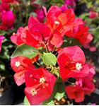 Bild von MYO  Bougainvillea "cuttings" fucsia