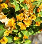 Afbeelding van MYO  Bougainvillea "cuttings" fucsia