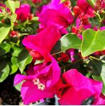 Afbeelding van MYO  Bougainvillea "cuttings" fucsia