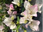 Afbeelding van MYO  Bougainvillea "cuttings" white