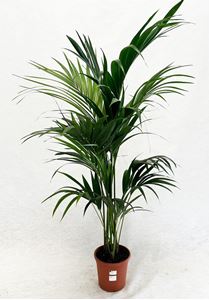 Picture of Howea forsteriana Kentia