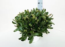 Picture of Kalanchoe Calandiva