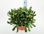 Picture of Kalanchoe Calandiva