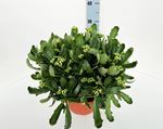 Picture of Kalanchoe Calandiva