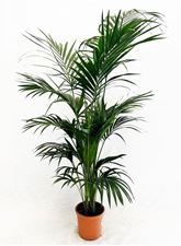 Picture of Howea forsteriana kentia