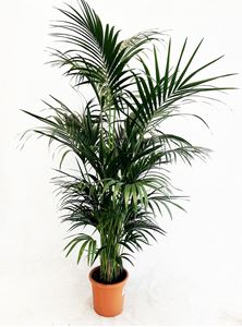 Picture of Howea forsteriana kentia