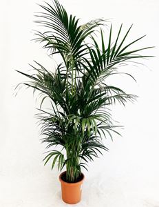 Picture of Howea forsteriana kentia