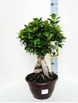 Picture of Ficus Ginseng Bonsai 