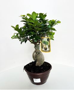 Picture of Ficus Ginseng Bonsai