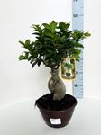 Picture of Ficus Ginseng Bonsai