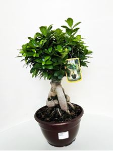 Picture of Ficus Ginseng Bonsai 