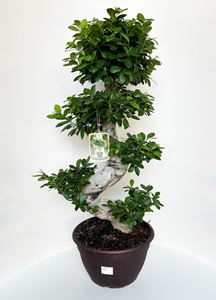 Picture of Ficus Ginseng S-shape