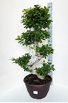 Picture of Ficus Ginseng S-shape