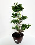 Picture of Ficus Ginseng S-shape