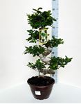 Picture of Ficus Ginseng S-shape