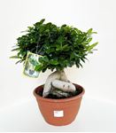 Picture of Ficus Ginseng Bonsai 