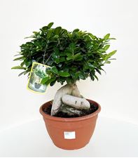 Picture of Ficus Ginseng Bonsai 