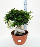 Picture of Ficus Ginseng Bonsai 