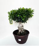 Picture of Ficus Ginseng Bonsai 