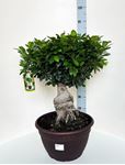 Picture of Ficus Ginseng Bonsai 