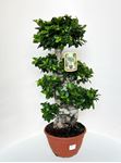 Picture of Ficus Ginseng S-shape