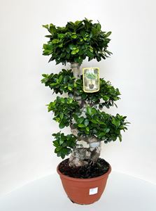 Picture of Ficus Ginseng S-shape