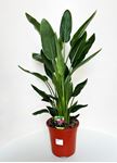 Picture of Strelitzia Reginae 