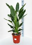 Picture of Strelitzia Reginae 