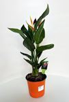 Picture of Strelitzia Reginae 