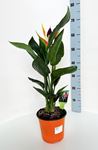 Picture of Strelitzia Reginae 